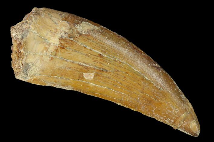 Serrated, Carcharodontosaurus Tooth - Real Dinosaur Tooth #156894